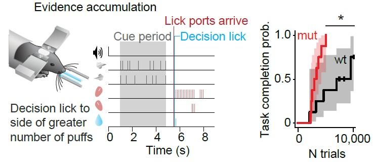 Schematic of the evidence-accumulation setup on the left, and on the right a graph showing that L7-Tsc1 mutant animals learn this task faster.